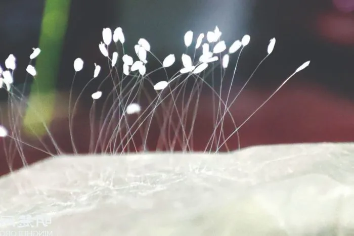 Ý Nghĩa Của Hoa Ưu Đàm | Hoa Thanh Nhã