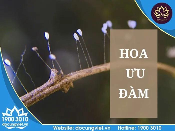 A-Z] Hoa ưu đàm là gì? Ý nghĩa & cách nhận biết hoa ưu đàm - Đồ Cúng Việt