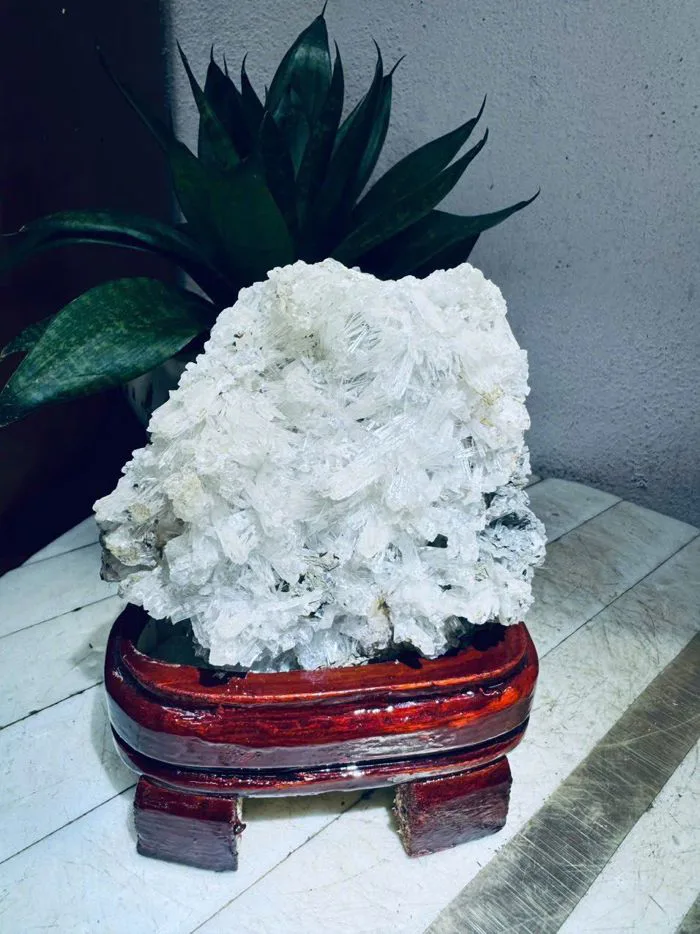 Hoa Ưu Đàm (Hoa Đá) – Siêu Thị Bảo Khánh