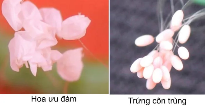 Phân biệt hoa ưu đàm và trứng côn trùng - Nguyện Ước