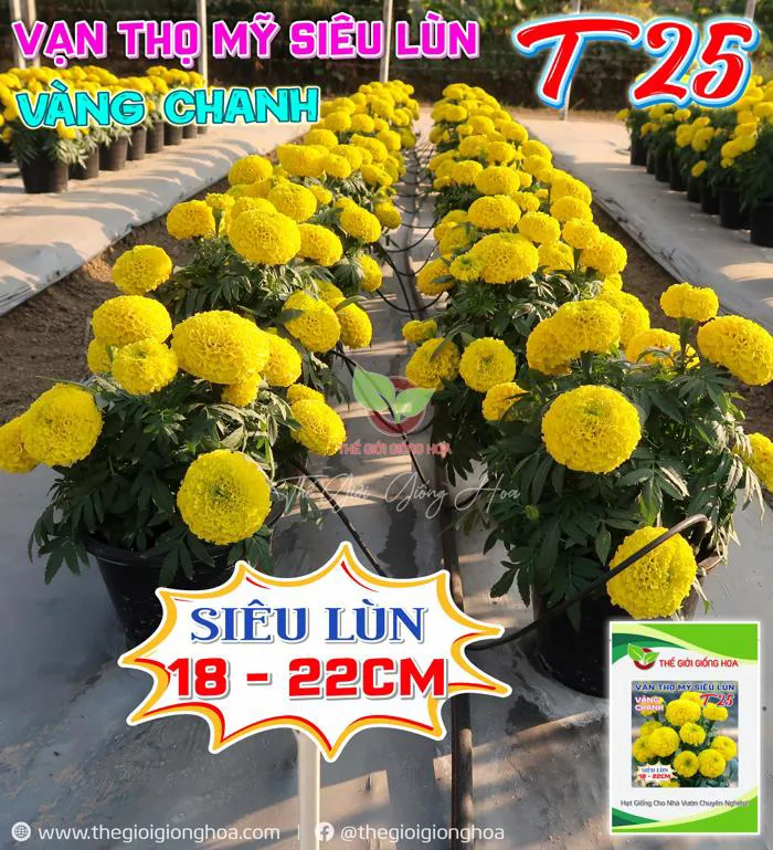 VẠN THỌ SIÊU LÙN T25