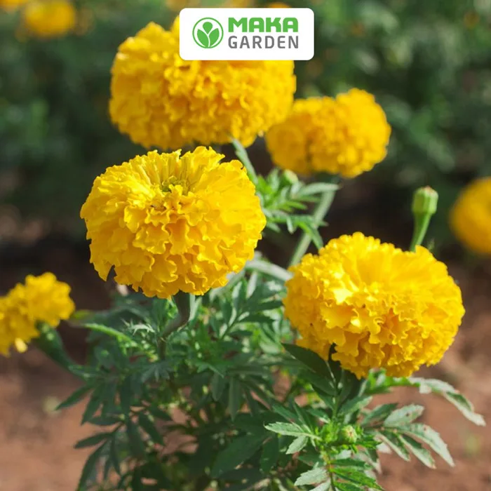 Hạt giống hoa Vạn Thọ F1 vàng chanh
