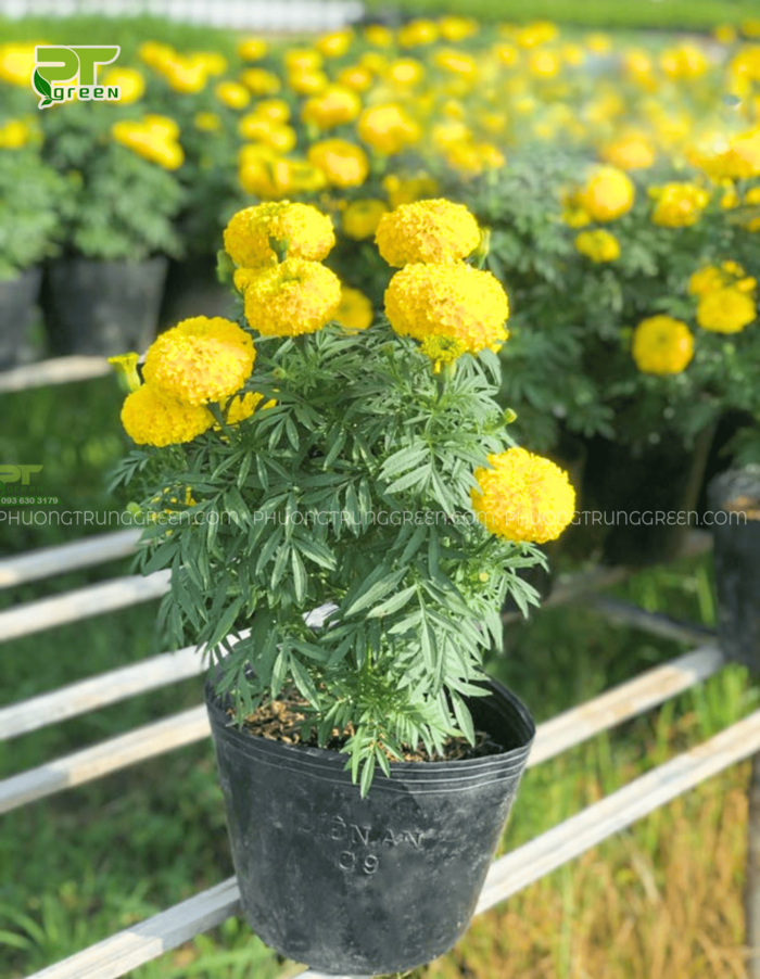 HOA VẠN THỌ - ĐEM LẠI BÌNH AN