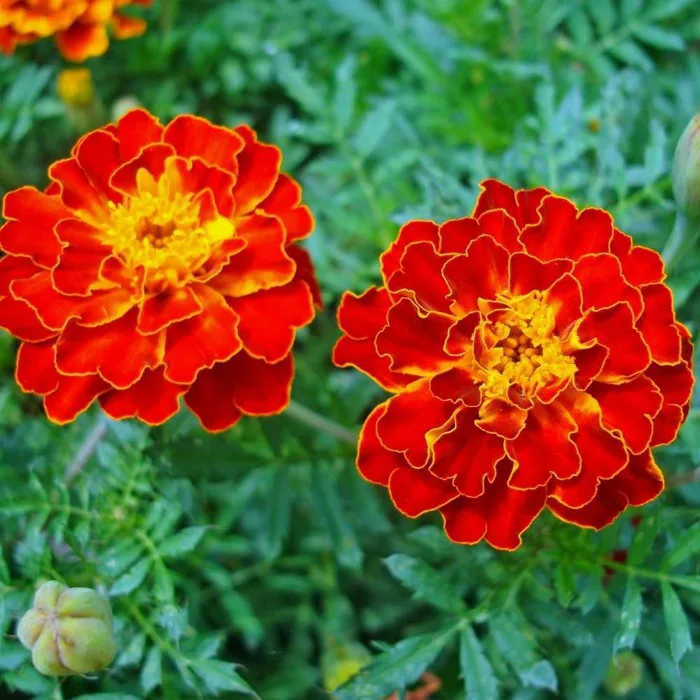 Hạt Giống Hoa Vạn thọ pháp đỏ – Ninseeds