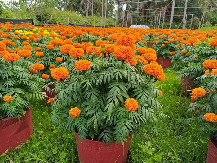 Cung cấp sỉ hoa vạn thọ tết từ Bến Tre 0356135729 - <Thế Giới Cây Giống>” title=”Cung cấp sỉ hoa vạn thọ tết từ Bến Tre 0356135729 – <Thế Giới Cây Giống>” style=”margin: 0 auto; display: block; max-width: 100%; height: auto;”><figcaption style=
