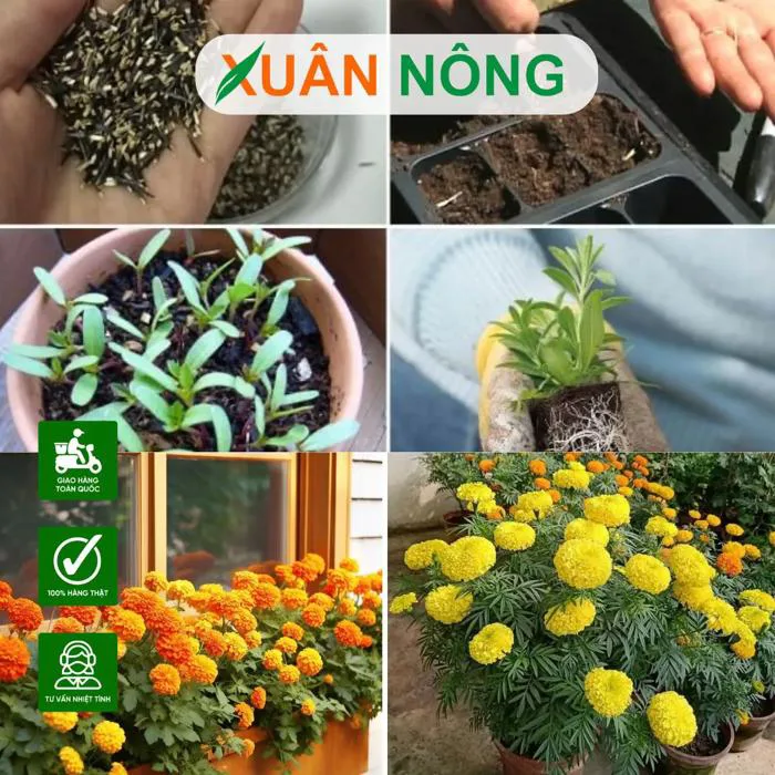 CÁCH TRỒNG HẠT GIỐNG HOA VẠN THỌ NHANH NỞ, HOA TO ĐẸP | Hạt giống, phân  bón, cây giống, nhà lưới, trùn quế