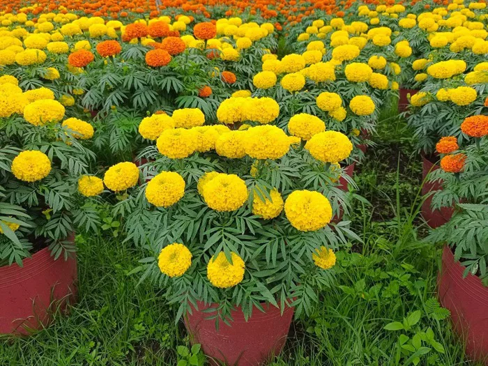 Hoa Vạn Thọ – Sắc hoa gửi gắm ước nguyện bình an