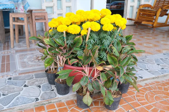 Tại sao người miền Tây thích chưng hoa vạn thọ vào ngày Tết?