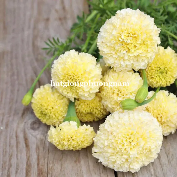 Hạt Giống Hoa Vạn Thọ Mỹ Lùn Trắng Ivory F1 - 10 Hạt