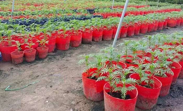 Cung cấp sỉ hoa vạn thọ tết từ Bến Tre 0356135729 - <Thế Giới Cây Giống>” title=”Cung cấp sỉ hoa vạn thọ tết từ Bến Tre 0356135729 – <Thế Giới Cây Giống>” style=”margin: 0 auto; display: block; max-width: 100%; height: auto;”><figcaption style=