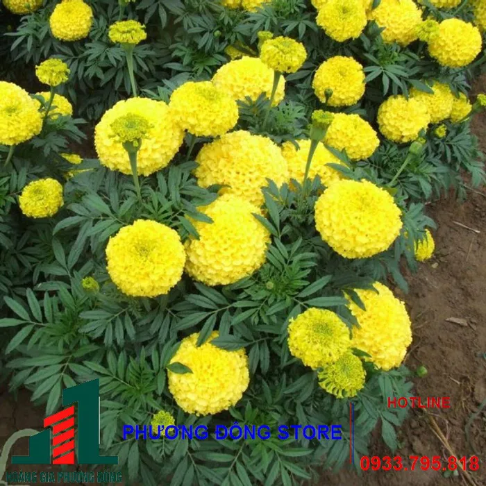 Hạt giống vạn thọ(vàng)