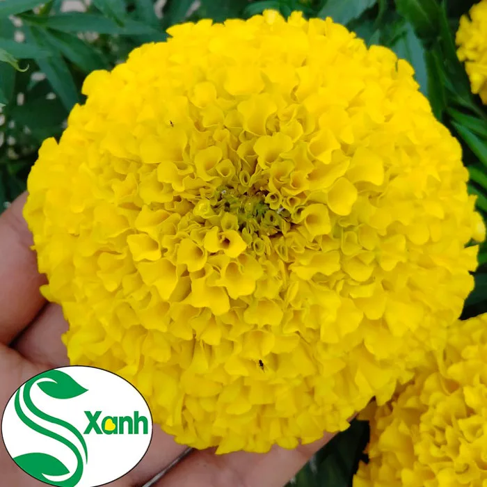 Hoa Vạn Thọ Hoa Cúc Vạn Thọ Tây Ninh - Cây cảnh S-Xanh
