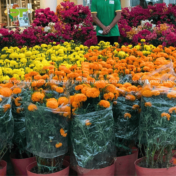 HOA VẠN THỌ - ĐEM LẠI BÌNH AN