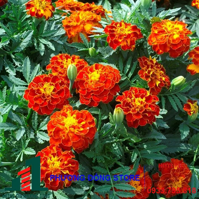 Hạt giống hoa vạn thọ