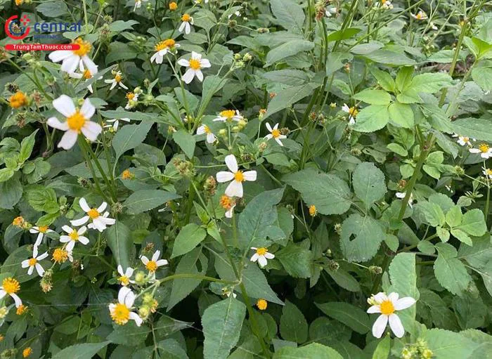 Hoa Xuyến Chi (Đơn Buốt, Quỷ Châm Thảo - Bidens pilosa L.) có tác dụng gì?