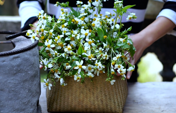 Trà hoa xuyến chi lạ mà quen! - Báo Người Lao Động