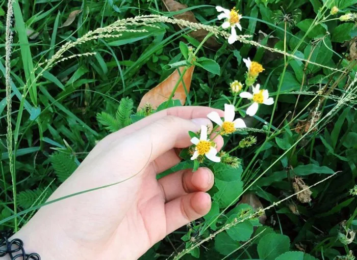 Hoa xuyến chi cuối mùa