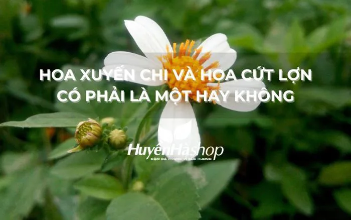 Sự Khác Nhau Giữa Hoa Xuyến Chi Và Hoa Cứt Lợn ( Cỏ Hôi)