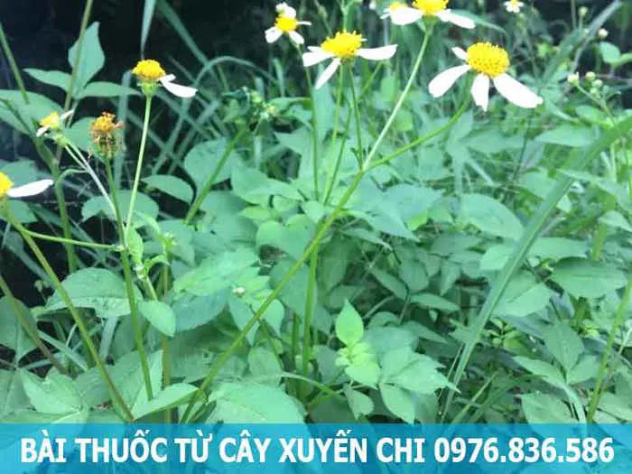 Cây xuyến chi giúp hỗ trợ điều trị tiêu hóa kém - Dược Liệu Hòa Bình