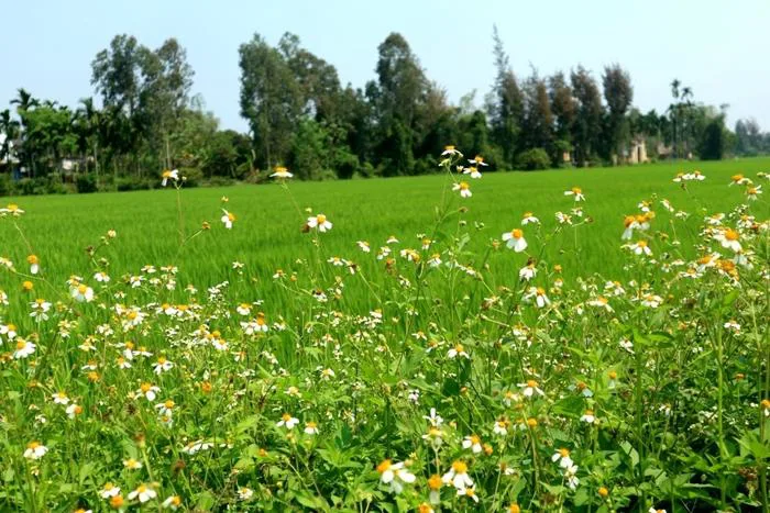Hoa Xuyến Chi: Xao xuyến những nẻo đường quê! | Báo Dân trí