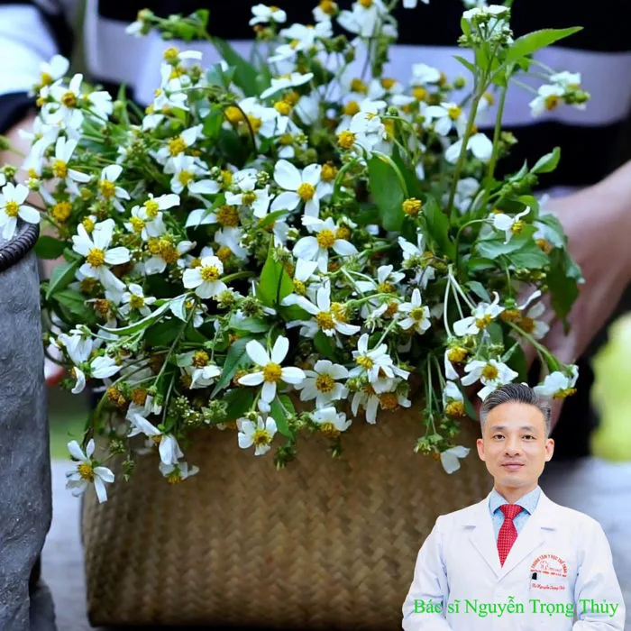 Xuyến Chi Có Thực Sự Giúp Ngăn Ngừa Ung Thư? Chuyên Gia Nói Gì Về Công Dụng  Của Loại Cây Mọc Dại Này