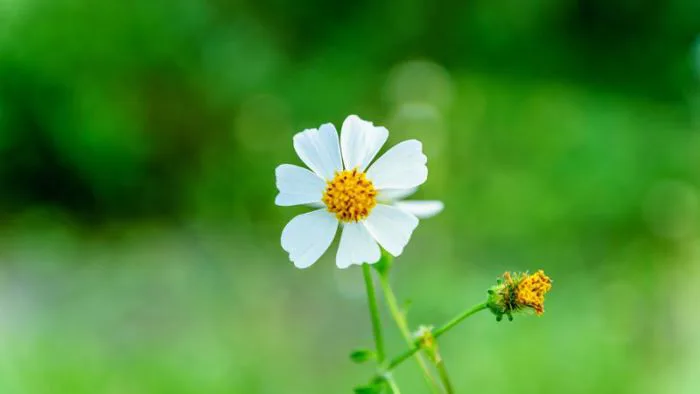 Ý nghĩa và công dụng bất ngờ của hoa xuyến chi