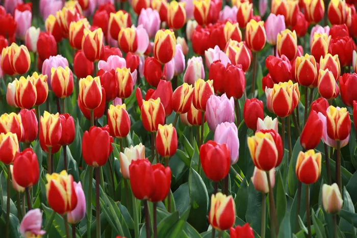 nguon-goc-hoa-tulip-ha-lan-2