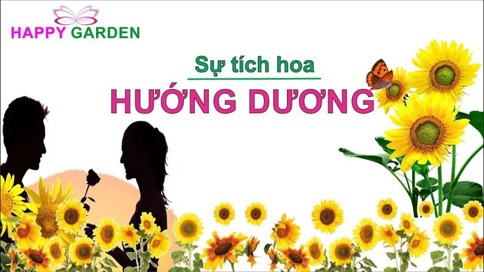 su-tich-hoa-huong-duong-1