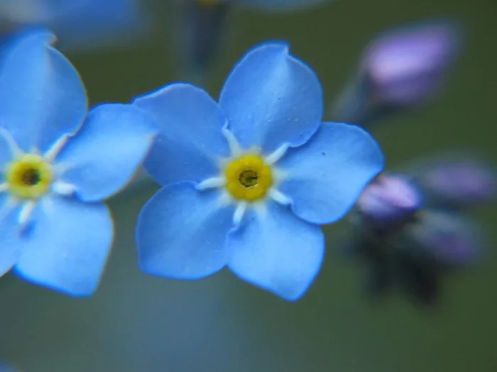 su-tich-hoa-luu-ly-forget-me-not-1