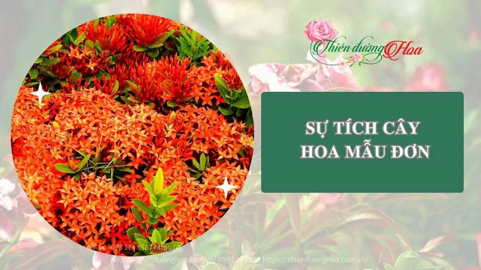 su-tich-hoa-mau-don-1