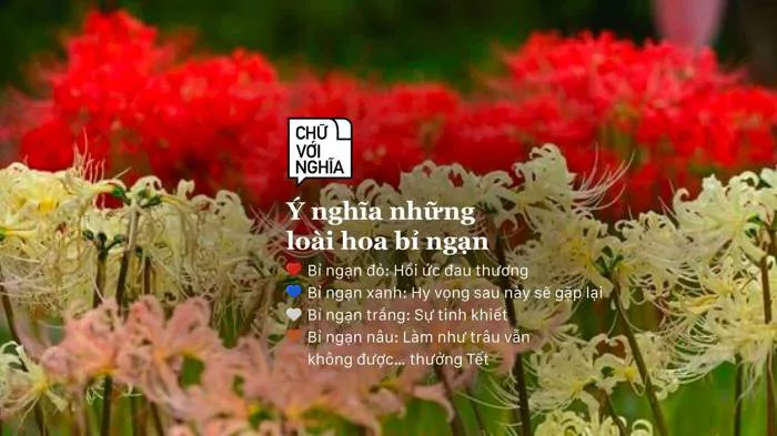 y-nghia-hoa-bi-ngan-1