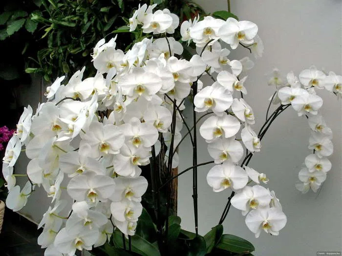 y-nghia-hoa-lan-ho-diep-2