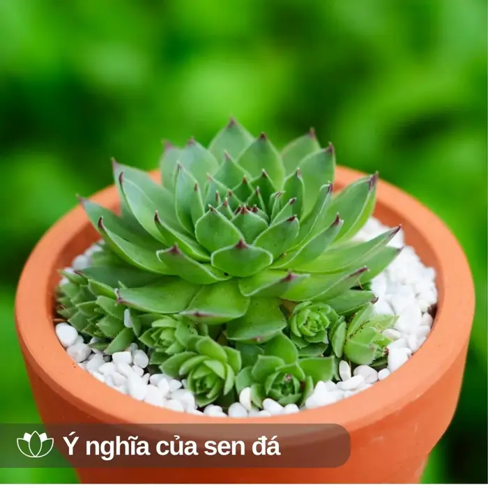 y-nghia-hoa-sen-da-1 y-nghia-hoa-sen-da-1