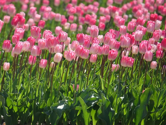 y-nghia-hoa-tulip-2 y-nghia-hoa-tulip-2