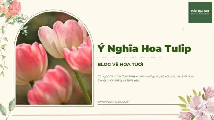 y-nghia-hoa-tulip-3 y-nghia-hoa-tulip-3