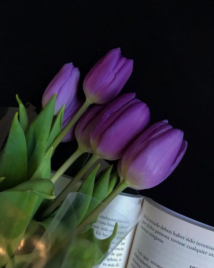 y-nghia-hoa-tulip-tim-3