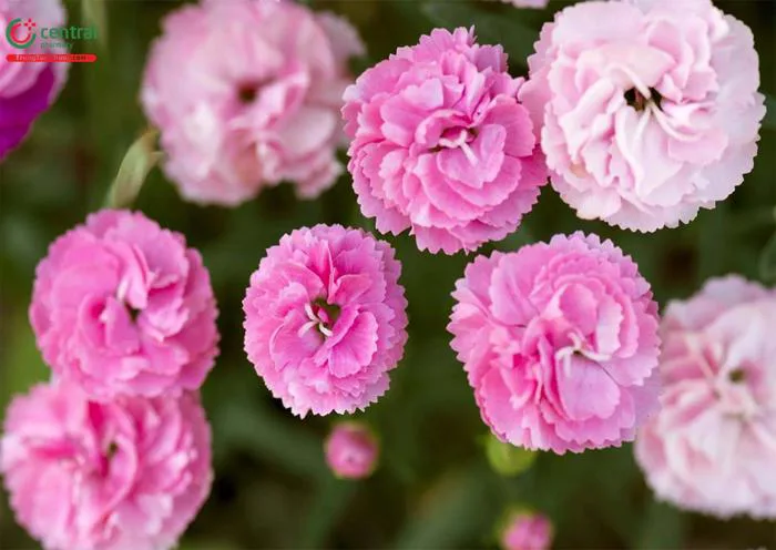 Hoa Cẩm Chướng (Hoa Phăng - Dianthus caryophyllus L.) có ý nghĩa gì?