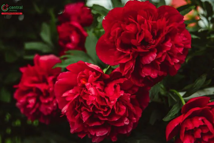 Hoa Cẩm Chướng (Hoa Phăng - Dianthus caryophyllus L.) có ý nghĩa gì?