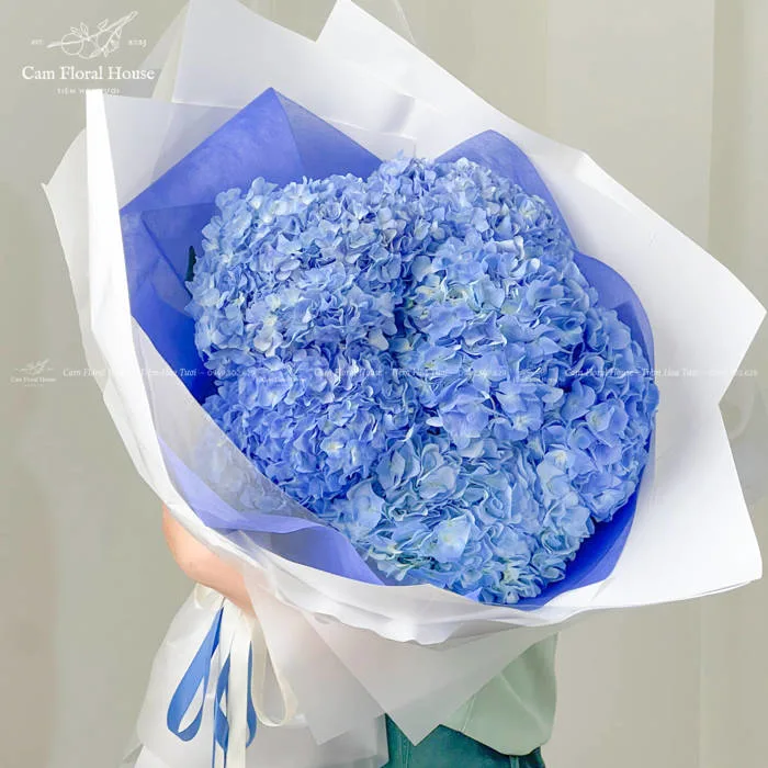 Bó hoa cẩm tú cầu xanh dương khổng lồ nhập khẩu