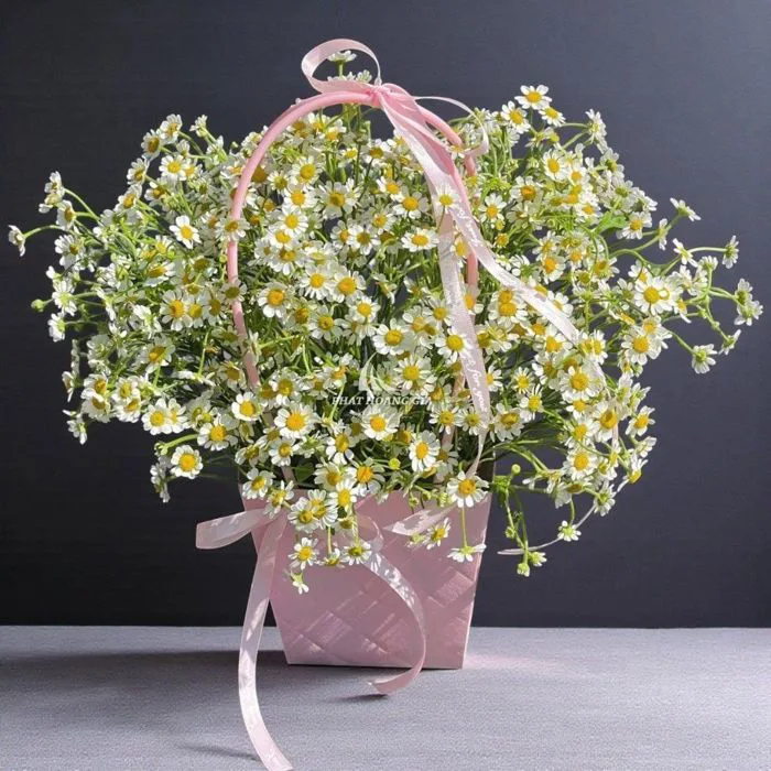 Hoa Cúc Tana: Ý Nghĩa Đặc Biệt, Cách Trồng, Chăm Sóc Và Những Mẫu Bó H –  PHG FLORAL& DECOR