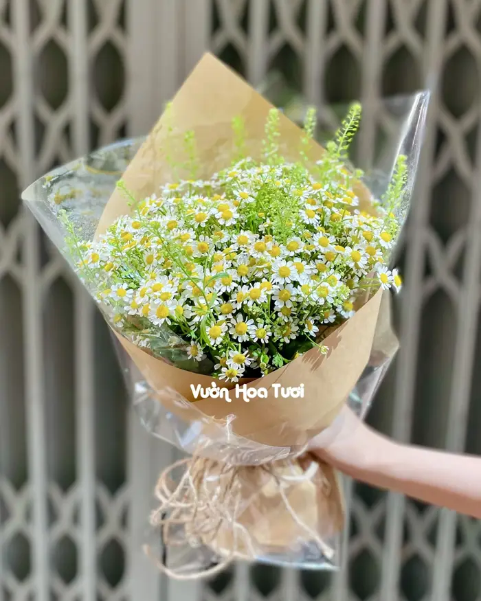 50+ Mẫu Bó Hoa Cúc Tana Sinh Nhật Xinh Từ 300k Miễn Phí Thiệp