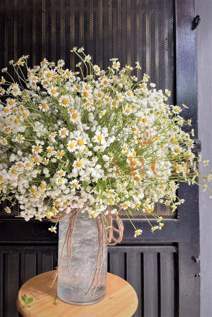 Bình Hoa Cúc TanA Chúc Mừng GH011 – archflowers