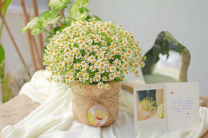 Tặng hoa cúc tana có ý nghĩa gì - Tiệm Hoa Bốn Mùa