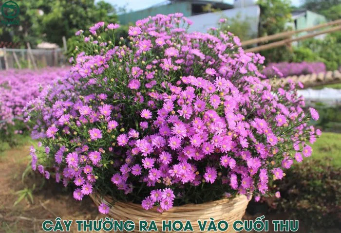 Cách trồng hoa thạch thảo nở đẹp, cây xanh tươi quanh năm