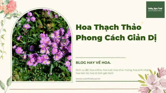 Hoa Thạch Thảo Phong Cách Giản Dị Cho Không Gian Sống
