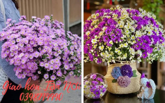 Hoa thạch thảo trắng, tím - Cách cắm hoa thạch thảo tím