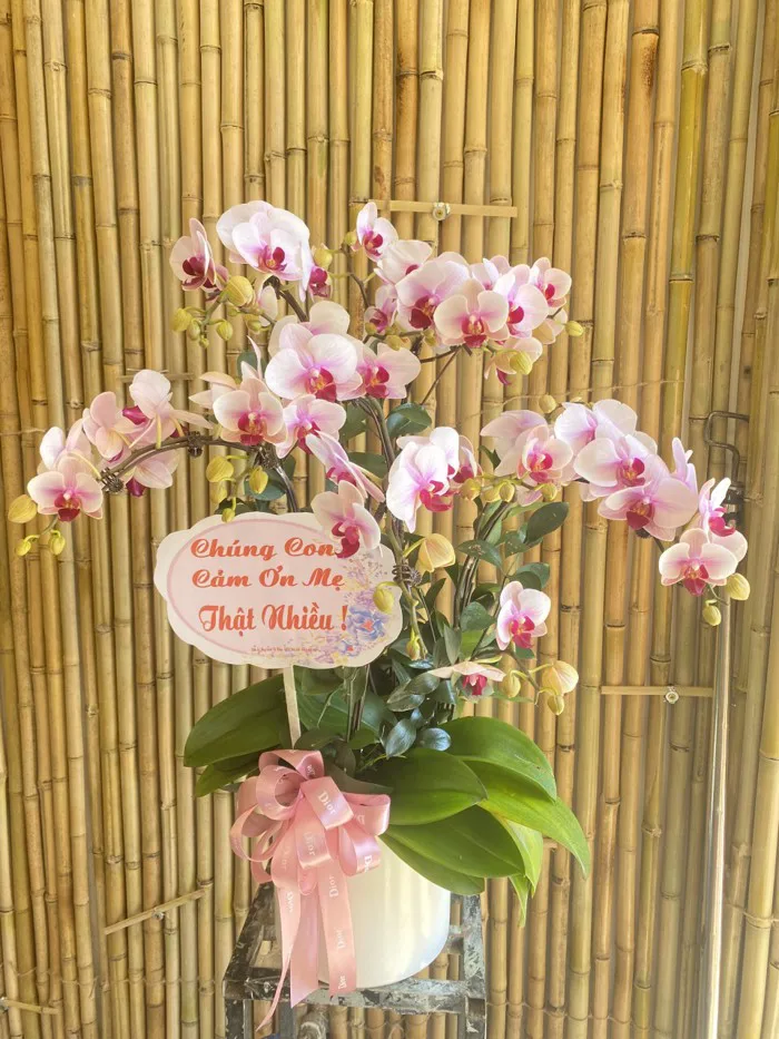 55+ Mẫu hoa tặng sinh nhật mẹ đẹp và ý nghĩa [Bảng giá 2025]