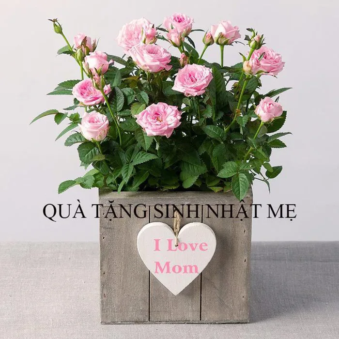 quà tặng sinh nhật cho mẹ chồng | Minhlong Master